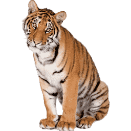 Bicho Tigre Centena 487